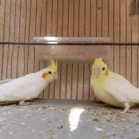 ۲عدد عروس هلندی