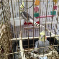 عروس هلندی نرو ماده