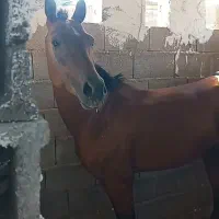 فروش نریون سیلمی ۵ساله  .کره شکاره شریف