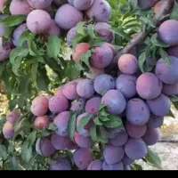 ازتولیدبه باغ با اطمینان و ارزان باحذف واسطه بخرید