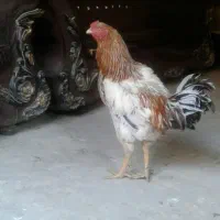 یک عدد لاری کلنگی ب فروش میرسد ماهدشت