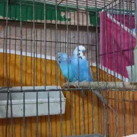 یه جفت مرغ عشق مولد