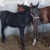 فروش کره اسب نریون درهشوری