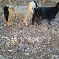 کهره دوبوری فروشی و چوپانی انجام میدم|حیوانات مزرعه|بروجن, |دیوار