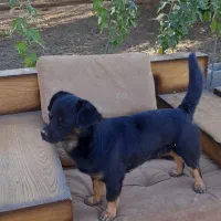 سگ‌گم شده|حیوانات|دورود, |دیوار