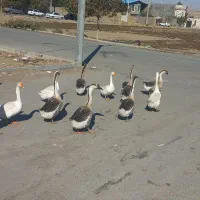 قوغاز چینی گردن ماری|حیوانات مزرعه|مشهد, توس (بلوار توس)|دیوار