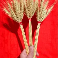 دسته خوشه گندم|گل و گیاه طبیعی|کوهیخیل, |دیوار