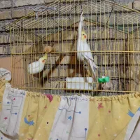 عروس هلندی یک‌سال