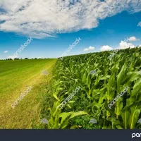 زمین کشاورزی