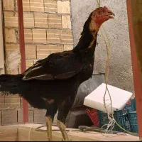 مرغ لاری  سیاه 5دانگ تخم گذاری معاوضه