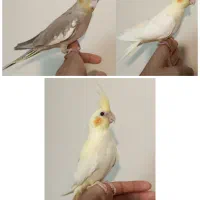 فروش عروس هلندی جوان