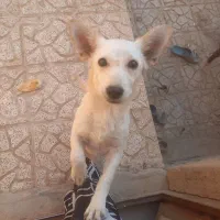 اشپیتز روباهی|سگ|یزد, |دیوار