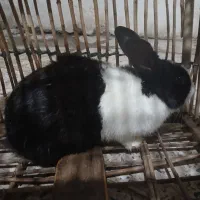 خرگوش ماده