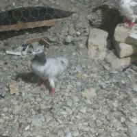 کفتر آس طوقی خال سیاه سینه سار