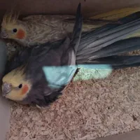 جفت عروس هلندی مولد