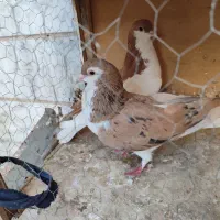 چن جفت کبوتر