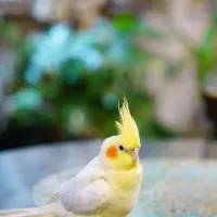 عروس هلندی دستی