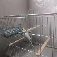 مرغ عشق|پرنده|قیامدشت - خاورشهر, |دیوار