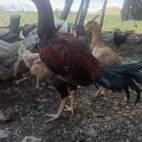 خ ر و س ل ا ر ی