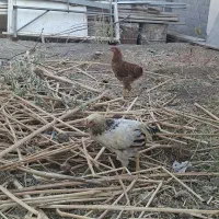 خروس رسمی