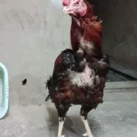 خروس لاری اصیل افغان