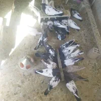 خانه کفتر جفتگاه 30 عدد|پرنده|کاشمر, |دیوار
