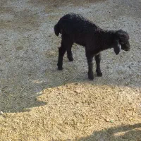 بزغاله.وبره 4200