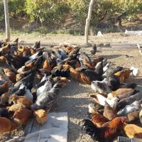 مرغ خروس|حیوانات مزرعه|بیلوار, |دیوار