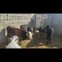 فروش گوساله نر|حیوانات مزرعه|خور (فارس), |دیوار