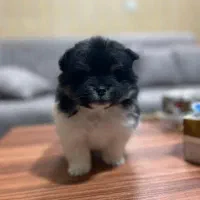 پامر پامر ین