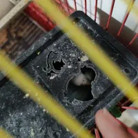 مرغ عشق|پرنده|سرپل ذهاب, |دیوار