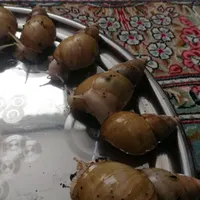 حلزون سوپر مولد سایز بزرگ|خزنده|کرمان, |دیوار
