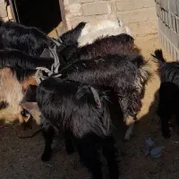 کهره نر ..|حیوانات مزرعه|پاسارگاد, |دیوار