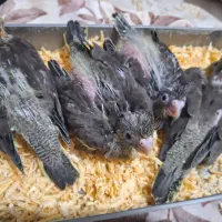 جوجه سرلاکی عروس هلندی|پرنده|شیراز, شهرک سراج‎|دیوار