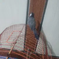 پرنده خوش آواز  برا فروشه نیم دستی