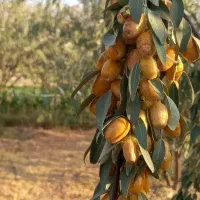 فروش سنجد|عمده‌فروشی|فسا, |دیوار