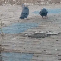 باخت کبوتر تهرانی کبود