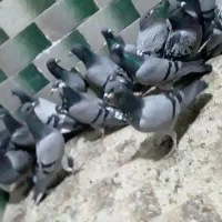 حدودا۲۰تاکفتر سبز المانی ودورگ و۳۰تاتهرانی ودورگ|پرنده|مشهد, شهید بصیر|دیوار