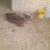 گاو