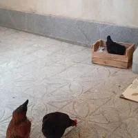 مرغ تخم گذار