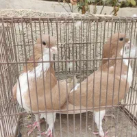 کبوتر نرماده خوش رنگ زرد|پرنده|کازرون, |دیوار