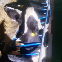 کارگر گاوداری