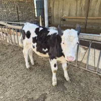 گوساله نر سیمینتال