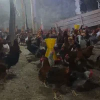 مرغ تخم گذار