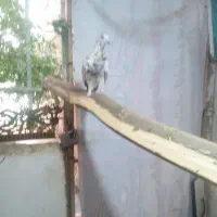 کبوتر