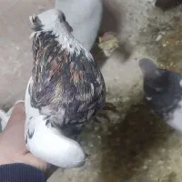 کبوتر|پرنده|اسفراین, |دیوار