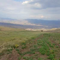 زمین کشاورزی  دیم