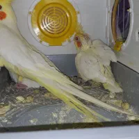 چند جفت عروس به شرط تخم و جوجه ضمانتی