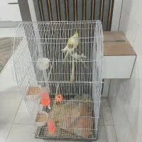 یک جفت عروس هلندی با دو جوجه و قفس بزرگ و نو|پرنده|تربت جام, جامی|دیوار