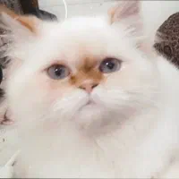 گربه پرشین هیمالین نر وماده15 با پامر معاوضه میکنم